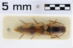 Foto (Dorsalansicht) von Mulsanteus wudangshanensis (Schimmel & Tarnawski, 2007)